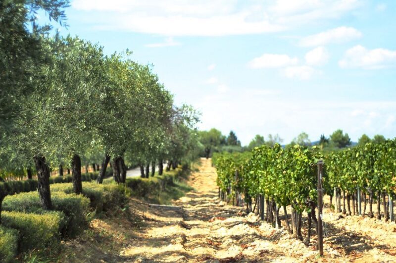From Montpellier: Wine and Olive Tour - The Value for Money