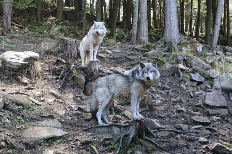 From Montreal: Omega Park Wildlife Safari Calling Sounds - Key Points