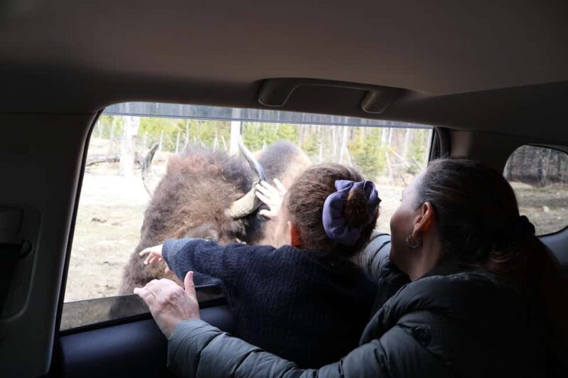 From Montreal: Omega Park Wildlife Safari Calling Sounds - Ethical Feeding and Respectful Interactions
