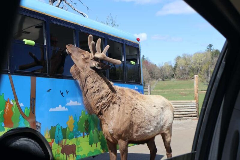 From Montreal: Omega Park Wildlife Safari Calling Sounds - The Reviews Speak Volumes