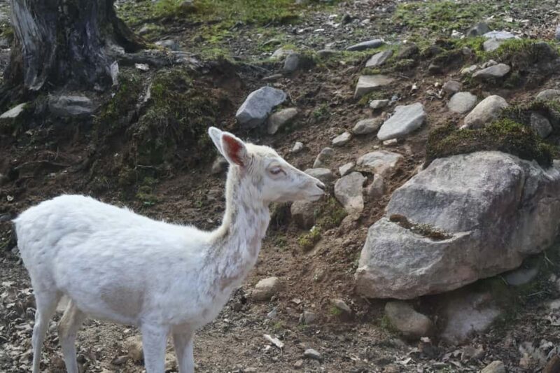 From Montreal: Omega Park Wildlife Safari Calling Sounds - Who Should Consider This Tour?