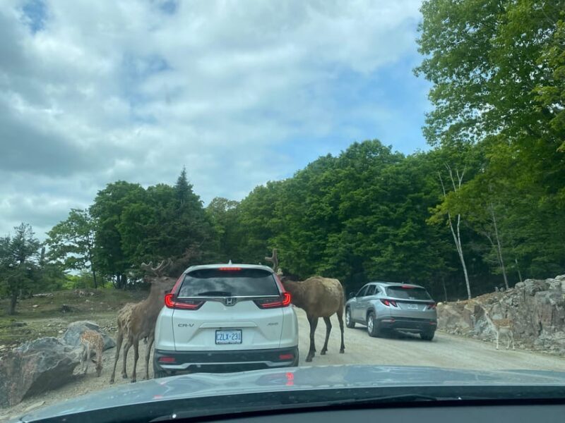 From Montreal: Omega Park Wildlife Safari Calling Sounds - Final Thoughts