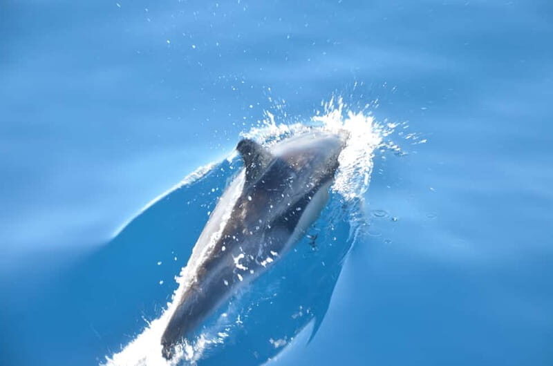 From Morro Jable: Dolphin and Whale Watching and Snorkelling - Key Points