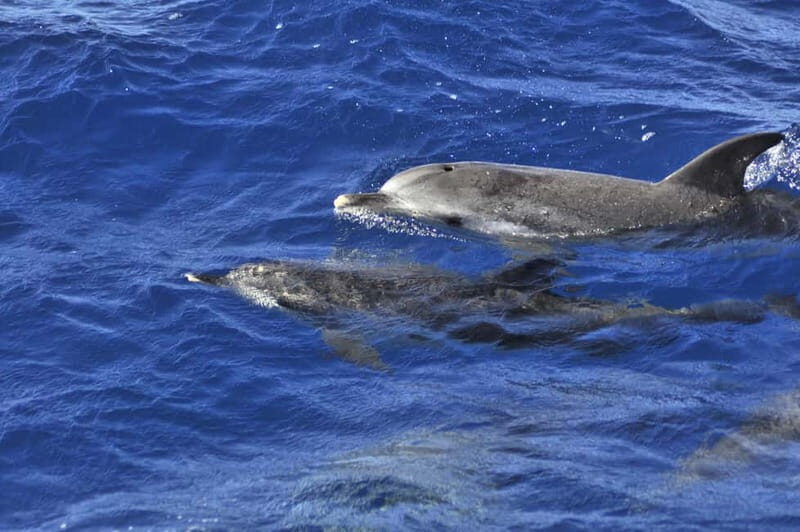 From Morro Jable: Dolphin and Whale Watching and Snorkelling - What to Expect from This Tour