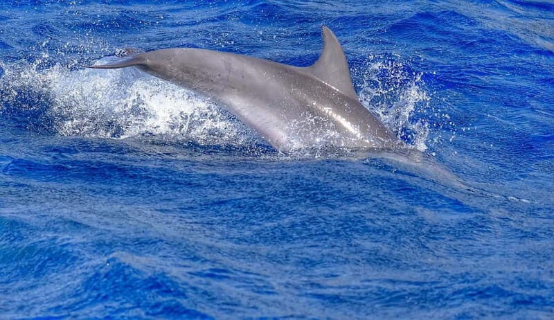 From Morro Jable: Dolphin and Whale Watching and Snorkelling - FAQs