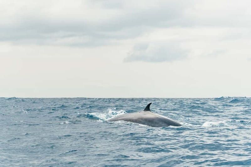 From Morro Jable: Dolphin and Whale Watching and Snorkelling - The Snorkeling Stop: What to Expect in 30 Minutes