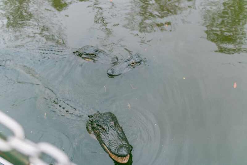 From New Orleans: Swamp Airboat, 2 Plantation Tours & Lunch - What to Expect on This Tour