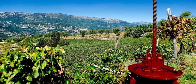 From Nice: Half-Day Wine Tour in the Bellet Wine Region - Key Points