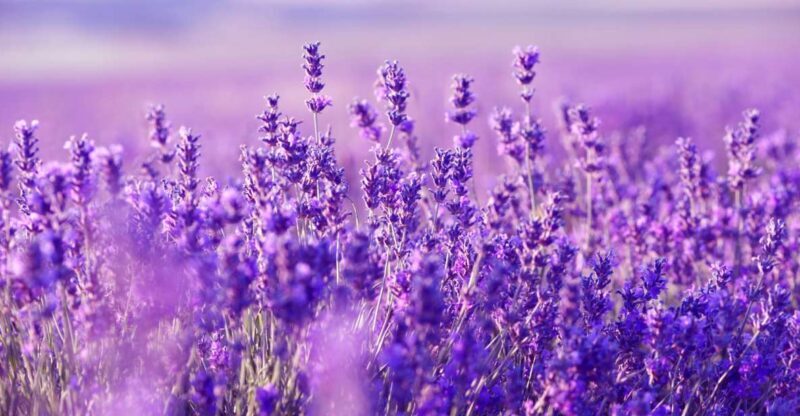 From Nice: Verdon Gorge Full-Day Tour - Who is This Tour Best For?