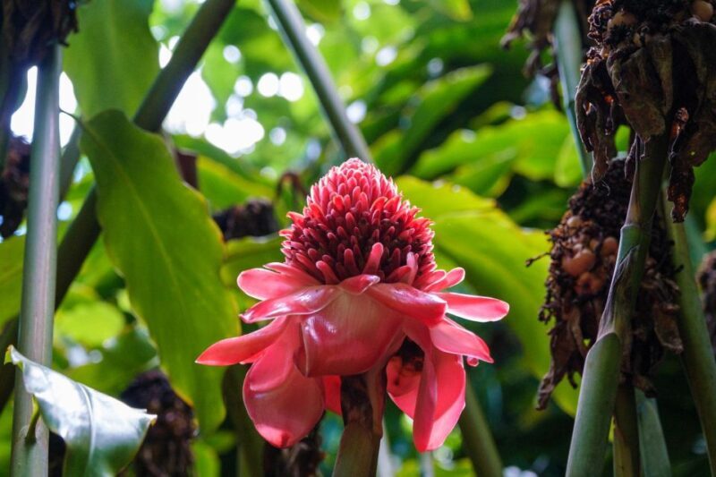 From Oahu: Kauai Waimea Canyon & Wailua River Tour - The Full Look at the Itinerary and Experience