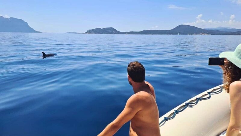 From Olbia: RIB Tour to Capo Figari with Dolphin Sighting - Exploring Sardinia’s Coast on a RIB Tour from Olbia with Dolphin Sighting