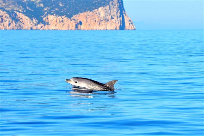 From Olbia: RIB Tour to Capo Figari with Dolphin Sighting - Who Would Love This Tour?