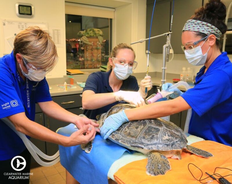 From Orlando: Clearwater Beach and Marine Aquarium Admission - An Overview of the Tour Experience