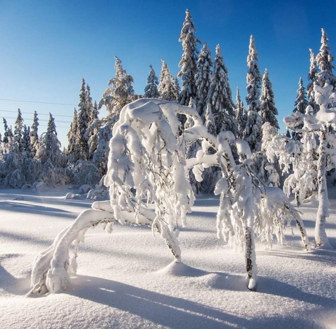 From Oslo: Oslomarka Forest Guided Snowshoeing Tour - The Real Experience: What Do Travelers Say?