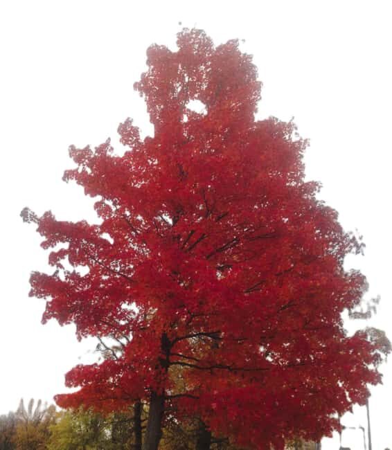 From Ottawa: Gatineau Park Fall Colors Guided Trip - An In-Depth Look at the Gatineau Park Fall Colors Tour