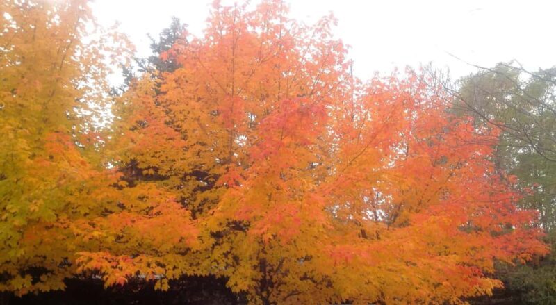 From Ottawa: Gatineau Park Fall Colors Guided Trip - FAQs