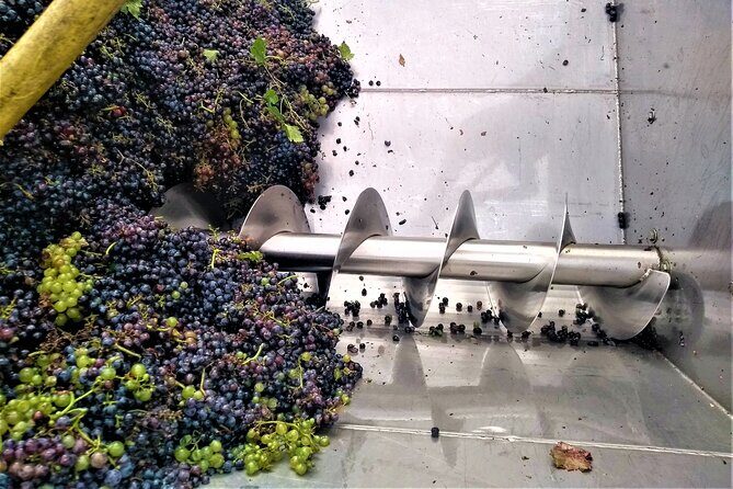 From Padua: Olive Oil & Wine in the Euganean Hills - Final Thoughts