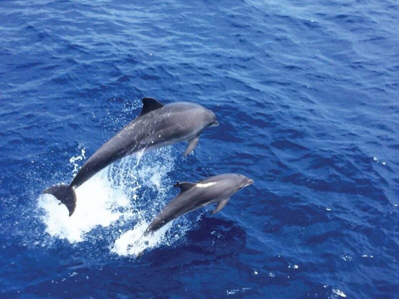 From Paguera: Dolphin Watching Cruise in a Glass-Bottom Boat - Key Points