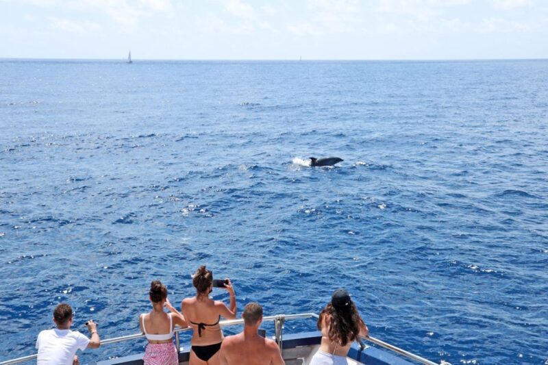 From Paguera: Dolphin Watching Cruise in a Glass-Bottom Boat - FAQs
