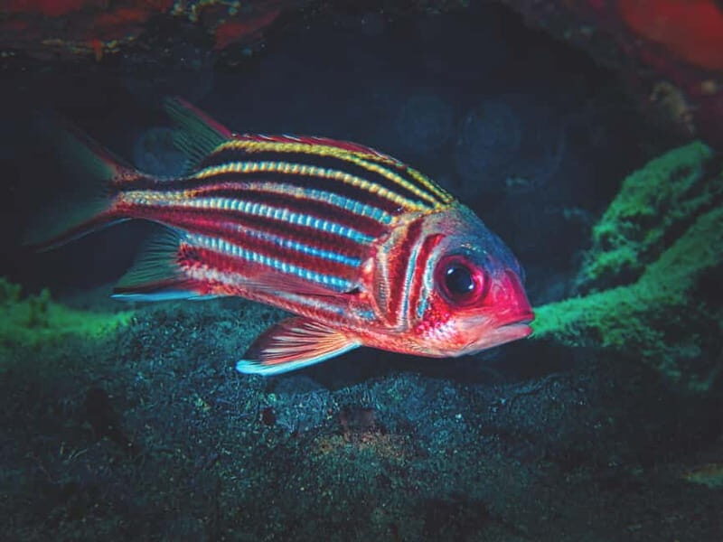 FROM PAPHOS: Snorkeling at Moulia Rocks (boat) - Key Points