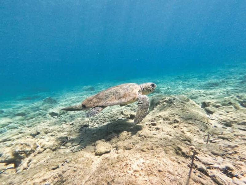 FROM PAPHOS: Snorkeling at Moulia Rocks (boat) - Who Is This Tour Best For?