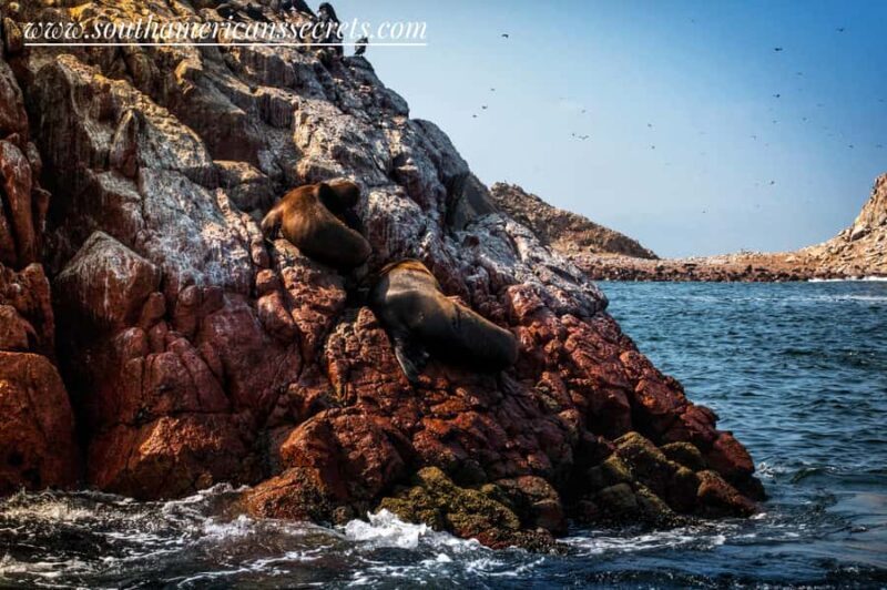 From Paracas: Ballestas Islands tour all Inclusive - FAQs