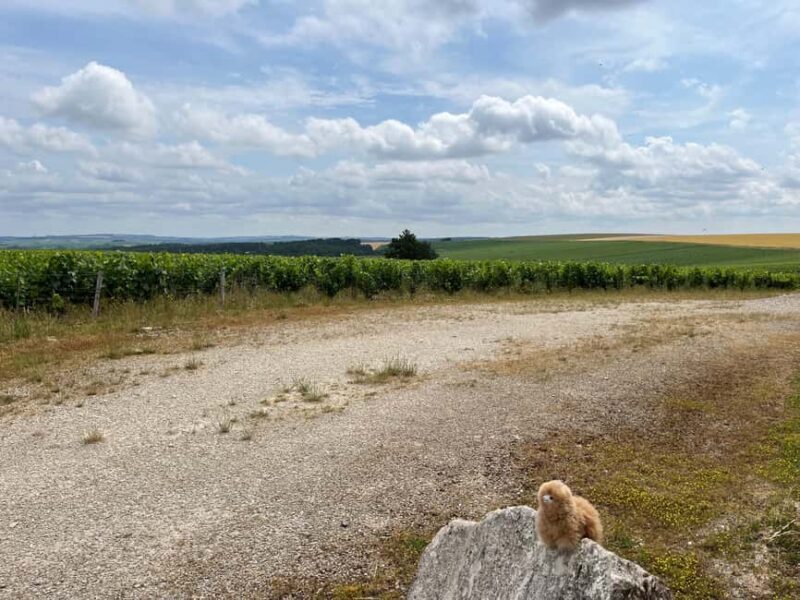 From Paris: Burgundy Chablis Wine & Cheese Tasting Day Trip - Key Points