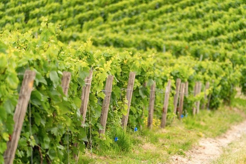 From Paris: Day Trip to Champagne with 8 Tastings & Lunch - How to Understand the 8 Tastings Like a Pro (Without Stress)