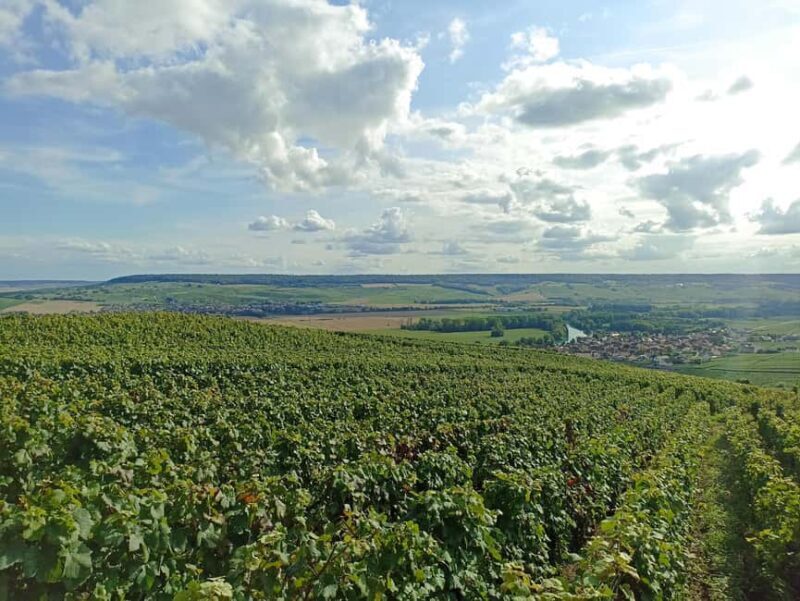 From Paris: Reims Cathedral, Champagne Cellar, and Tasting - A Deep Dive into the Experience