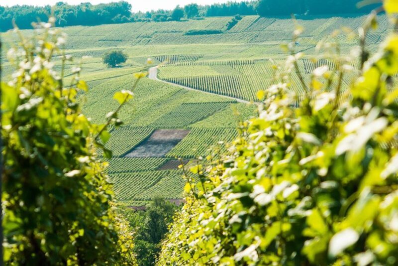 From Paris: Small-Group Champagne Day Trip with Six Tastings - The Highlights That Make This Tour Special