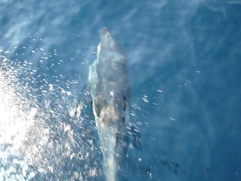 From Paros: Private Sailing Cruise with Lunch and Snorkeling - Final Thoughts