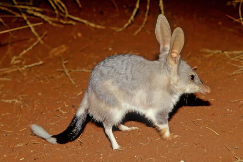 From Perth: Perth Wildlife Tour Under the Stars with Dinner - An Honest Look at the Perth Wildlife Tour