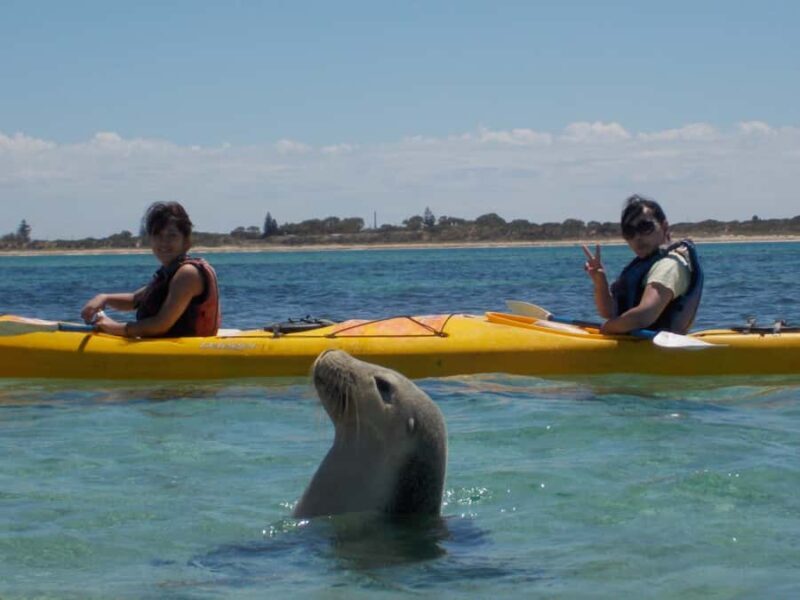 From Perth: Rockingham Seal & Penguin Islands Sea Kayak Tour - An Honest Deep Dive into the Experience