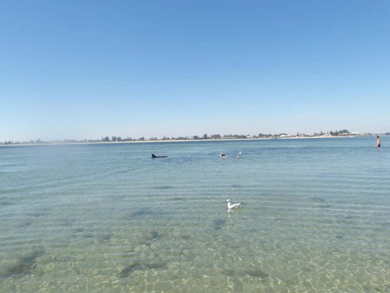 From Perth: Rockingham Seal & Penguin Islands Sea Kayak Tour - Who Is This Tour Best Suited For?