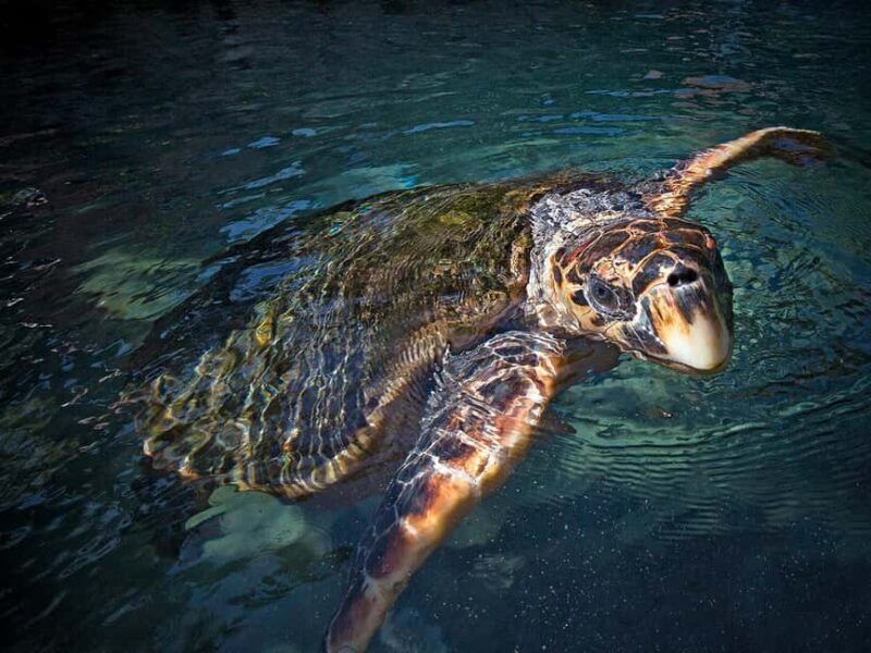 From Playa del Carmen: Complete Combo to Xcaret Park! - Who Should Book This Tour?