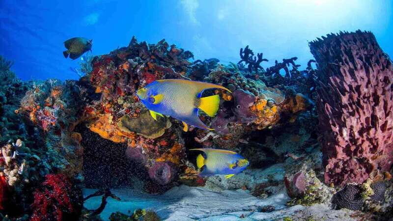 From Playa del Carmen: Cozumel Diving Adventure - The Dives: What to Expect Underwater