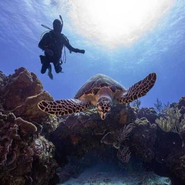 From Playa del Carmen: Cozumel Diving Adventure - The Onboard Experience
