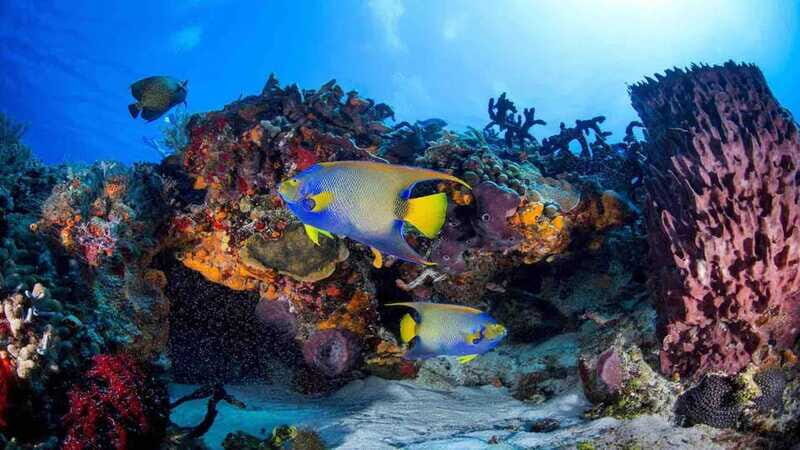 From Playa del Carmen: Cozumel Diving Adventure - Equipment and Costs