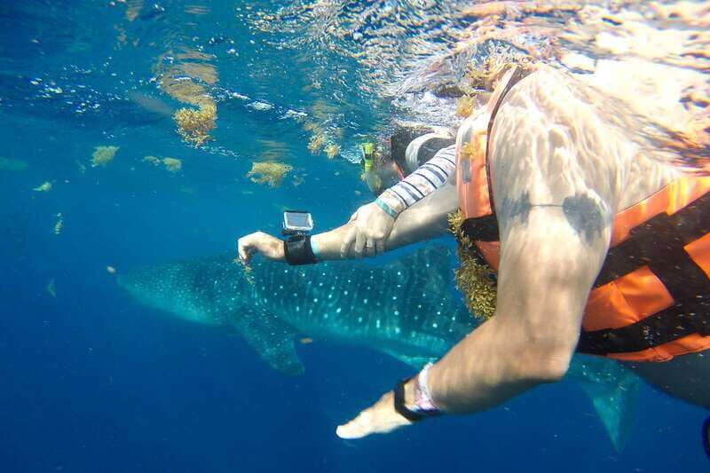 From Playa del Carmen: Whale Shark Tour - Key Points