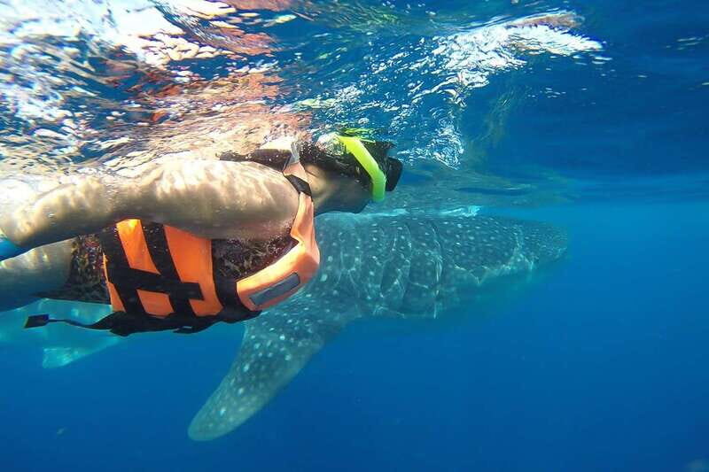 From Playa del Carmen: Whale Shark Tour - Realistic Expectations and Considerations