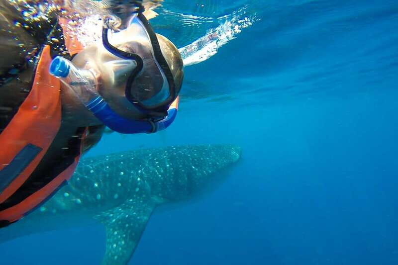 From Playa del Carmen: Whale Shark Tour - In The Sum Up: Who Is This Tour Best For?