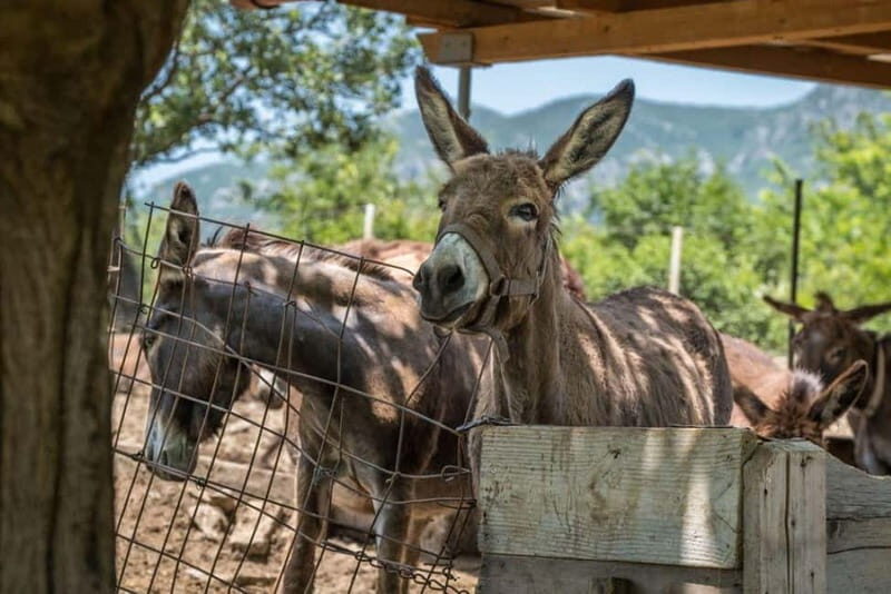 From Podgorica: Donkey Farm Visit - The Experience in Detail