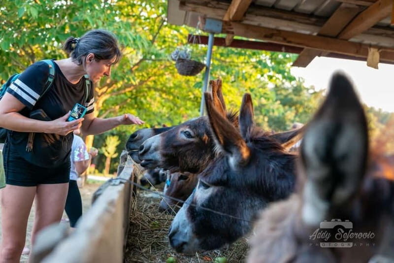 From Podgorica: Donkey Farm Visit - Final Thoughts