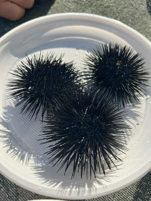 From Podgorica: Transfer to Budva and Boat Trip to St Stefan - The Experience Provider & Booking Flexibility