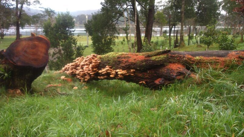 From Ponta Delgada: Furnas Lake Shore 4x4 Guided Day Trip - What’s Included and What’s Not