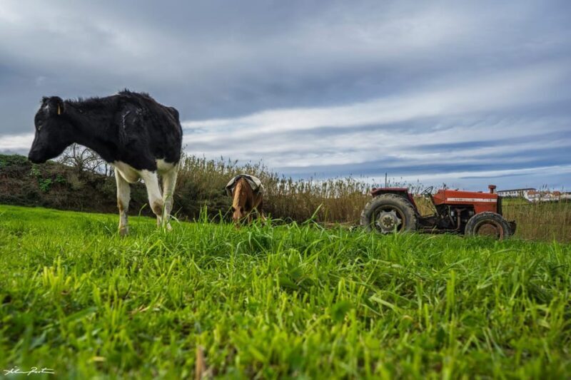 From Ponta Delgada: Hiking Moinho do Félix - Who Should Consider This Tour?