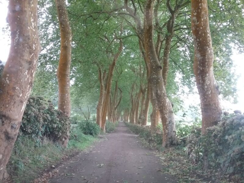 From Ponta Delgada: Nordeste 4x4 Guided Day Trip & Lunch - What Is the Nordeste 4x4 Guided Day Trip?