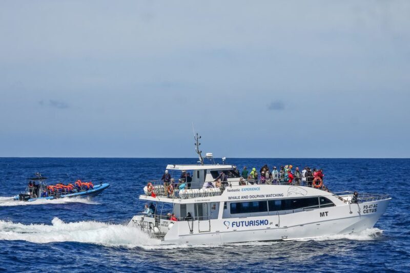 From Ponta Delgada: Whale and Dolphin Watching Trip - Practical Tips for Your Trip