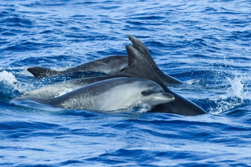 From Ponta Delgada: Whale and Dolphin Watching Trip - Who Is This Tour Best For?