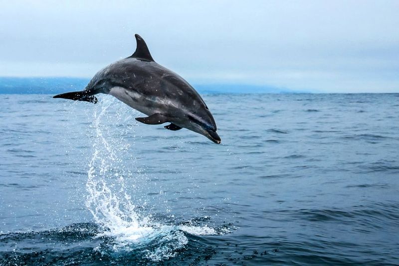 From Ponta Delgada: Whale and Dolphin Watching Trip - Species you might see: dolphins year-round, whales by season
